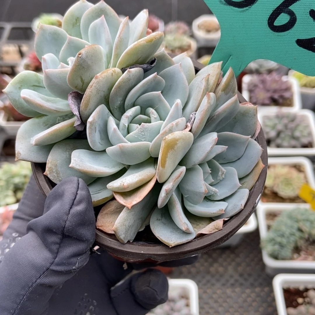 1562白茶多肉植物
