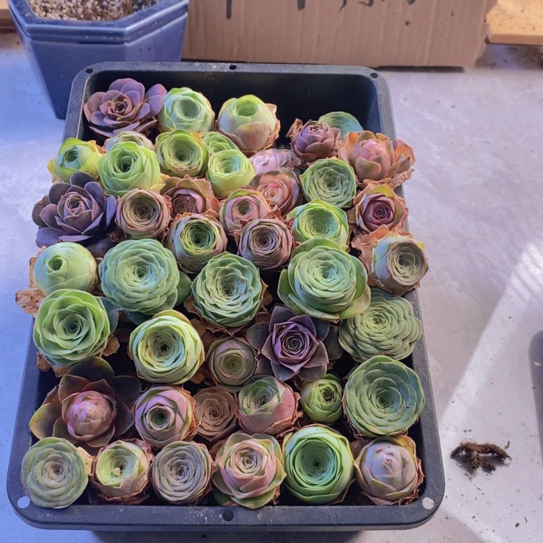 山地玫瑰一箱。保底30颗。 01。小一点