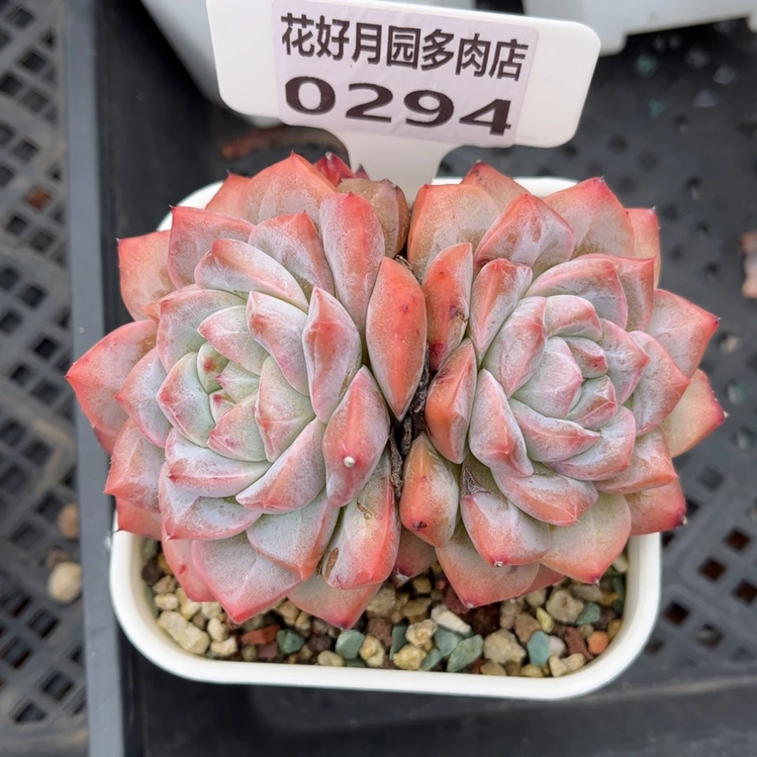 多肉植物0294 天冷必拍保温箱