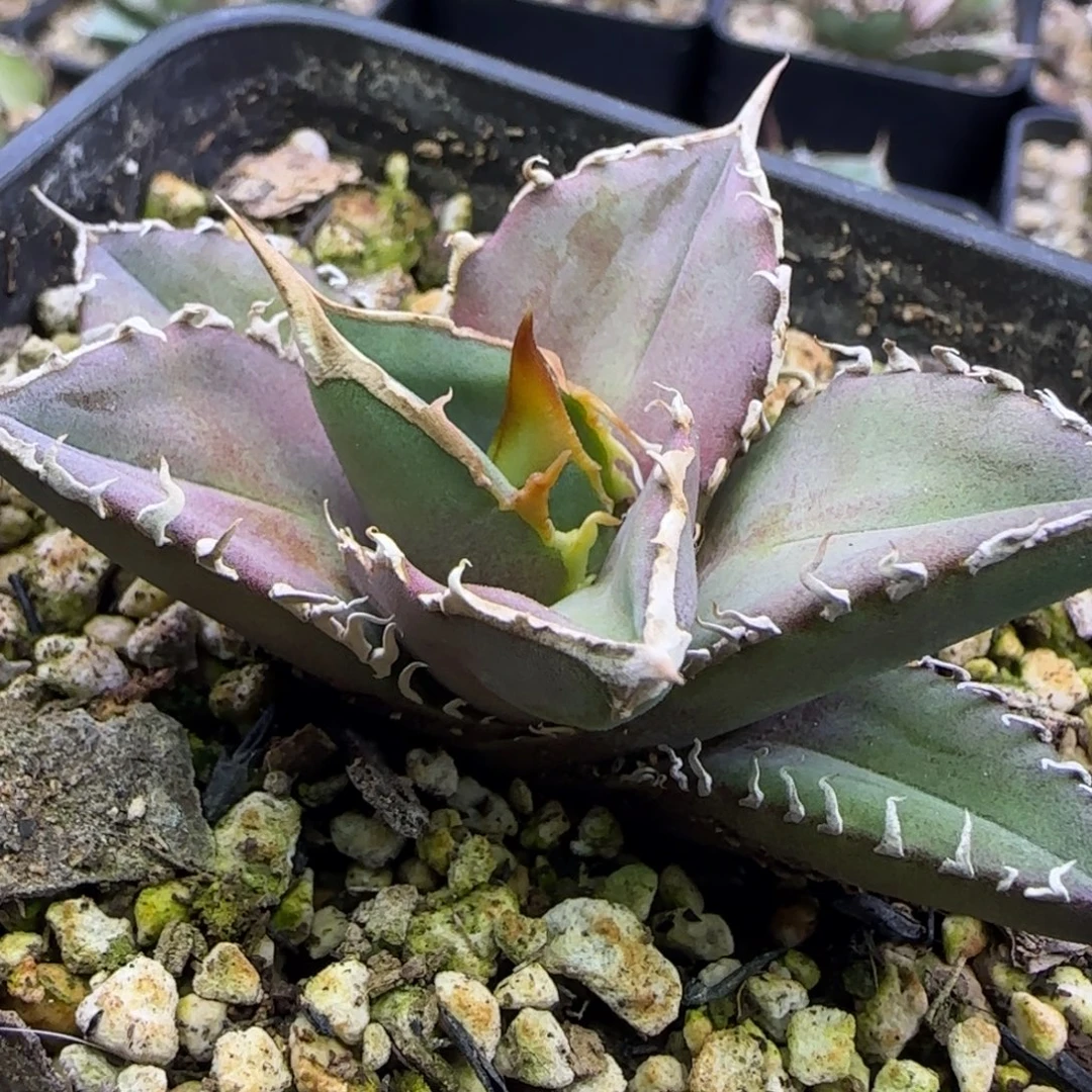 实生9号啦啦啦啦啦啦