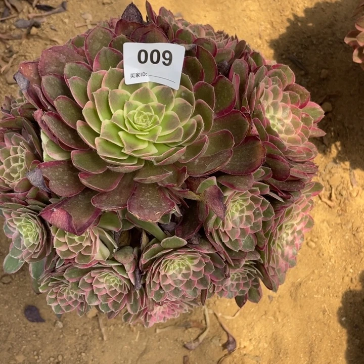 蛋***婆无花朵009多肉植物孔雀翎