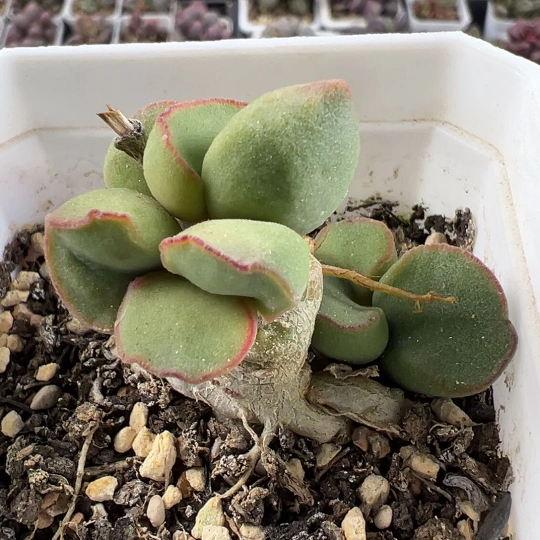 实生新品多头纯木质桩多肉植物