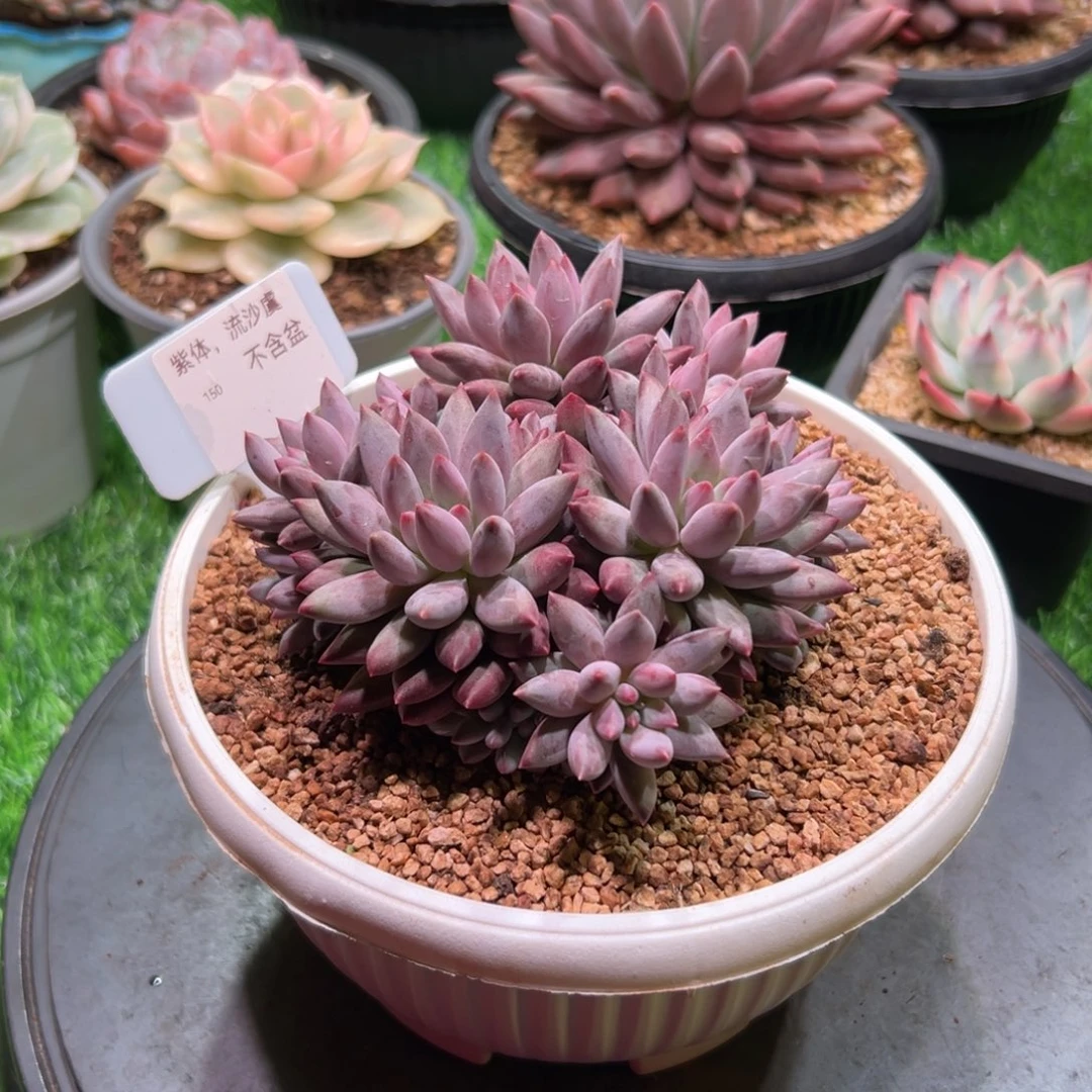 流沙虞，一物一拍。