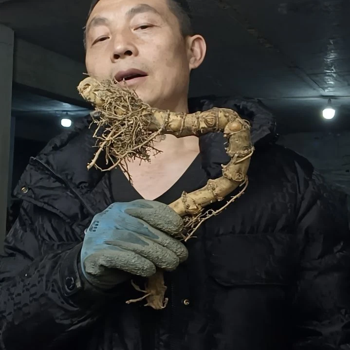 稳定木➰****➰贵州檬子木   铁马鞭   根艺  半成品
