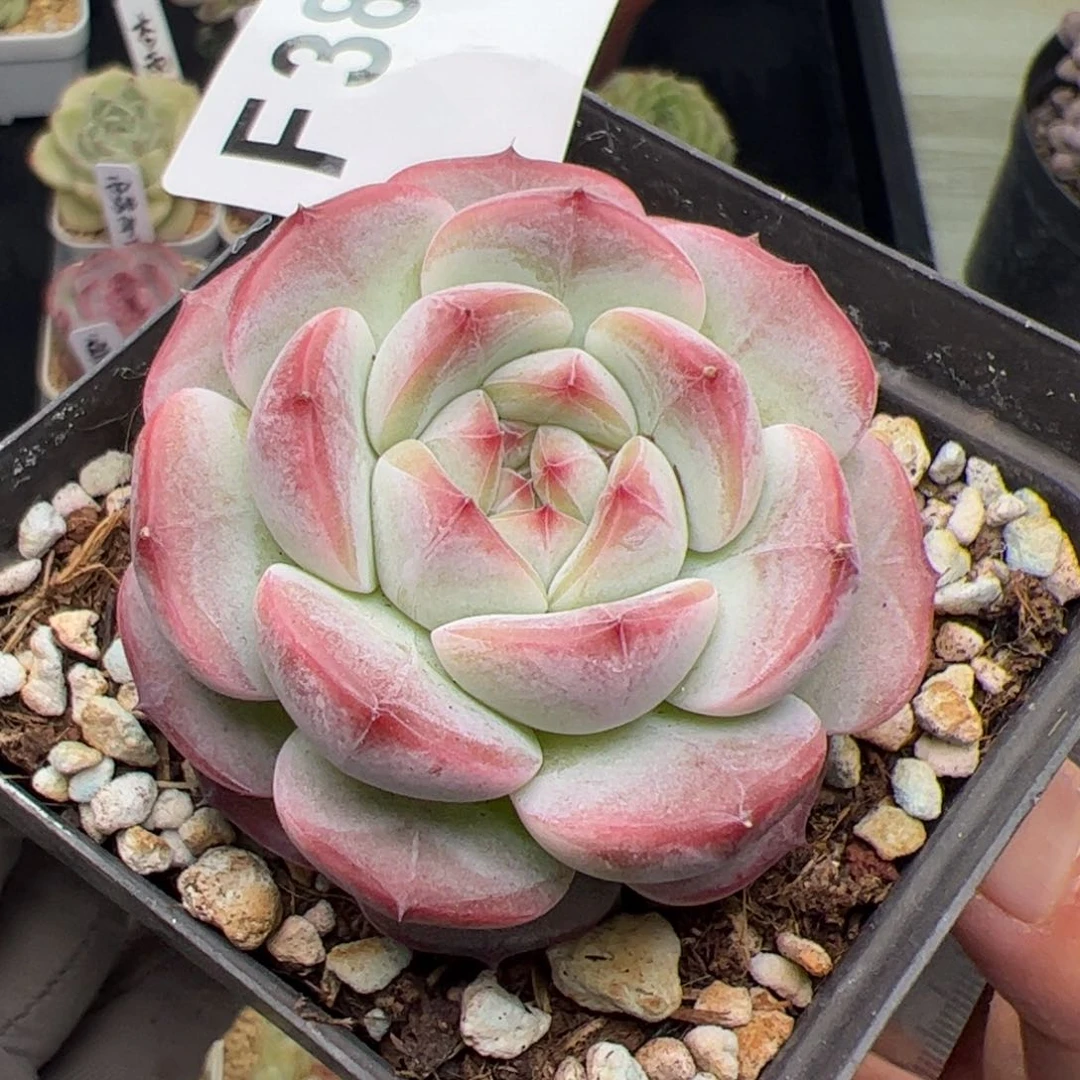 388 多肉植物组合