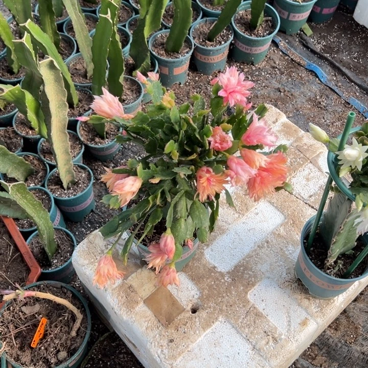 D***o58号011重瓣，6666666