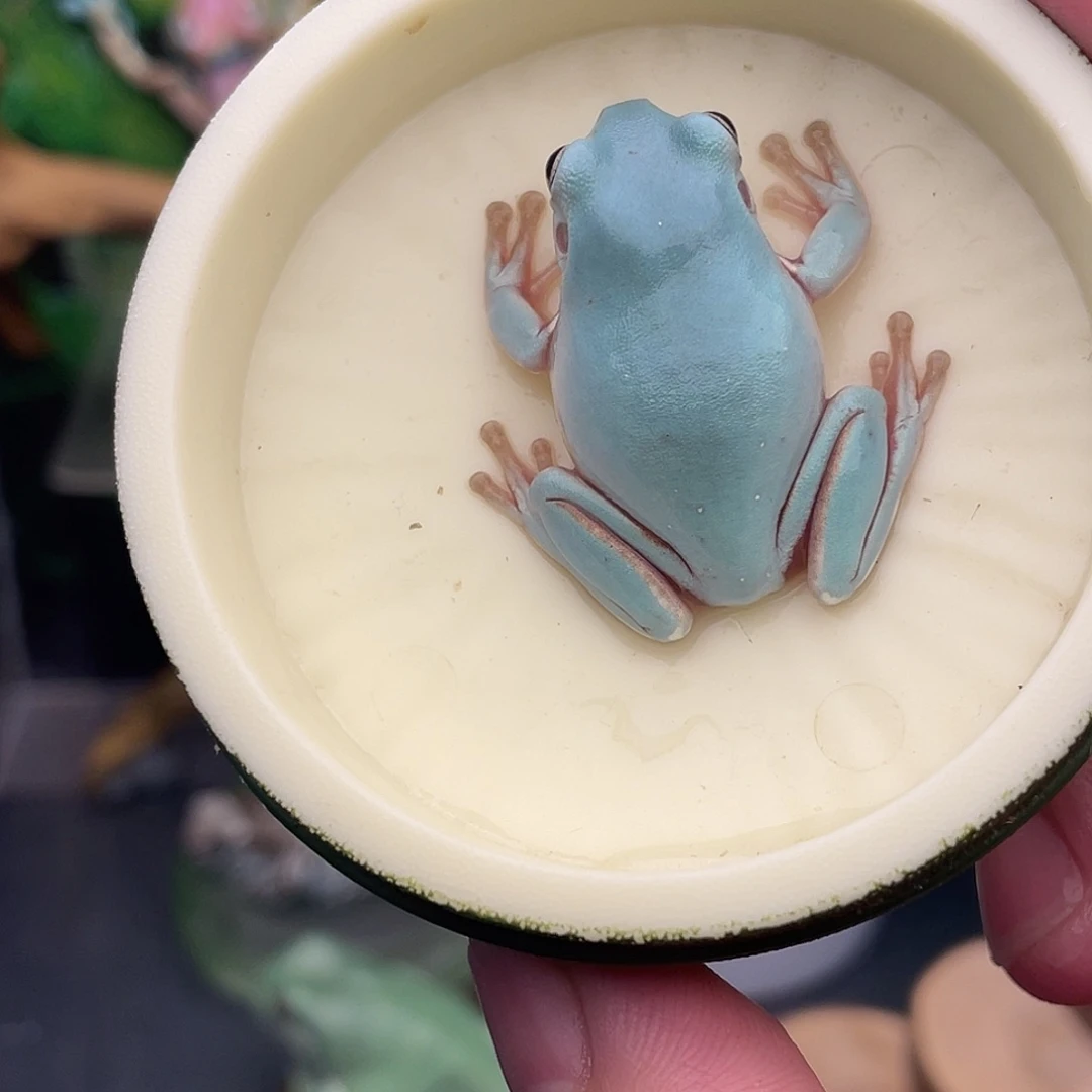 老爷树蛙7号海蓝色，变异后代