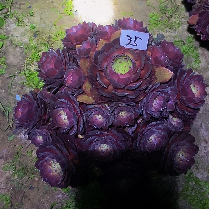 35号桃花石多肉358