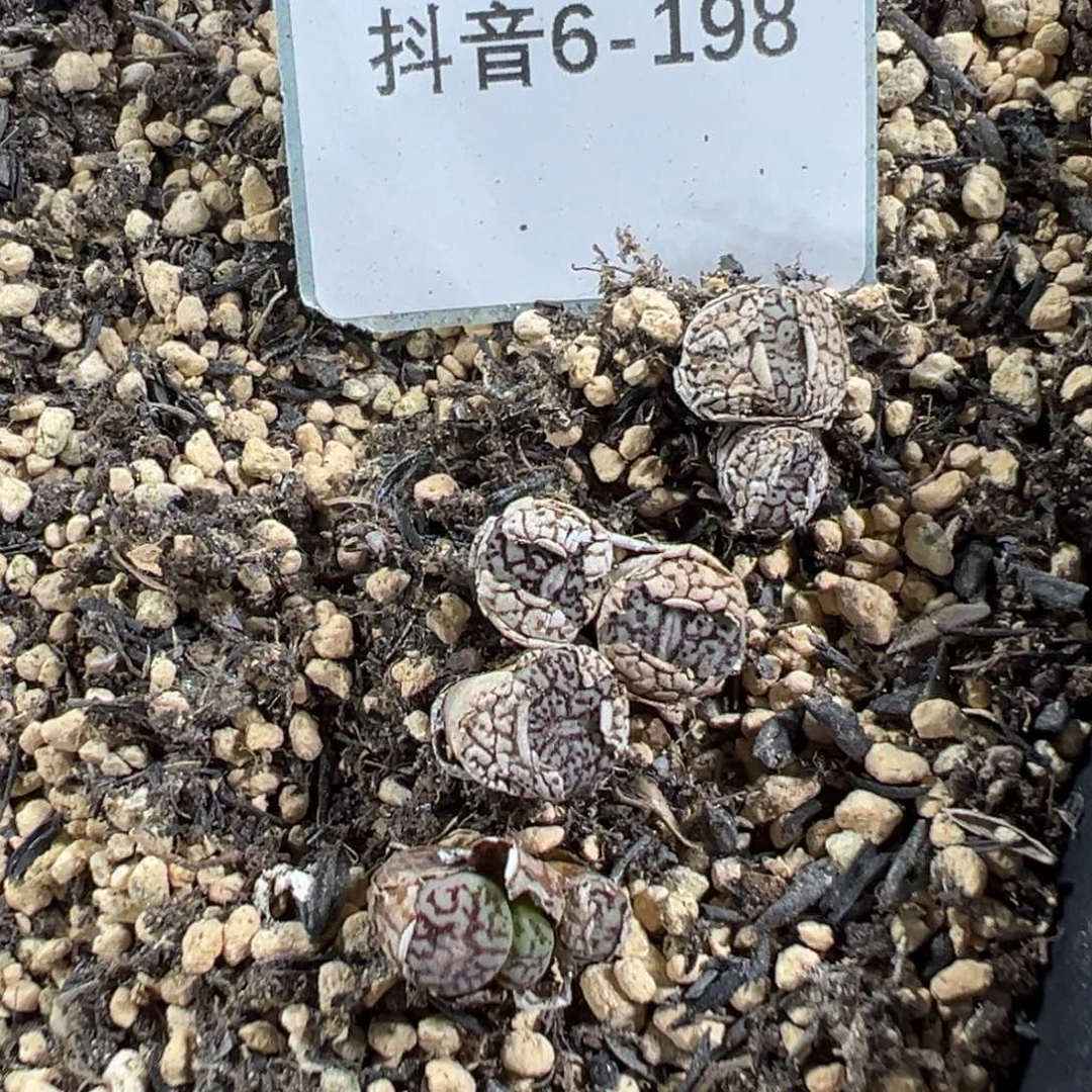 6-198量拍墨一颗。多肉