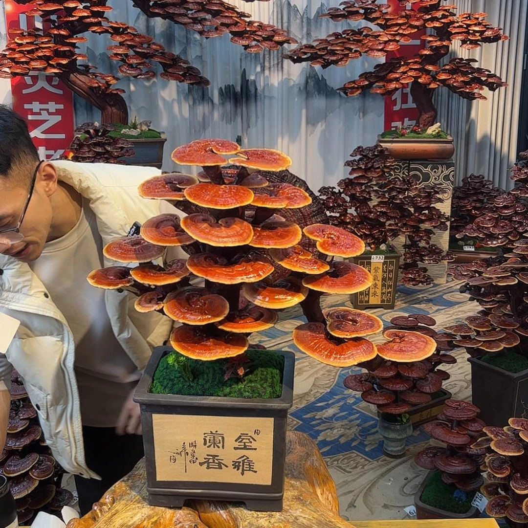 无花朵888888888888