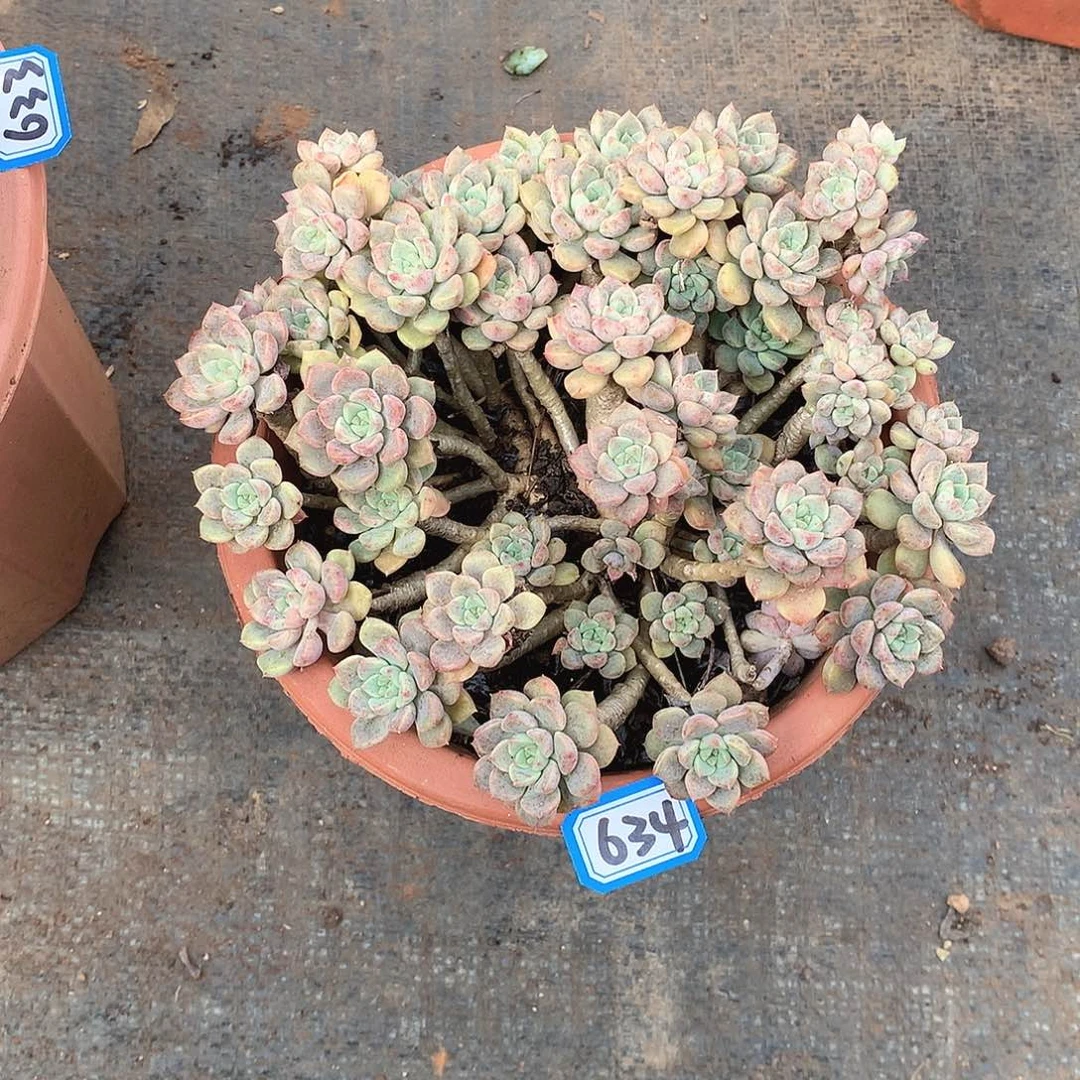 634粉布偶 一物一拍多肉