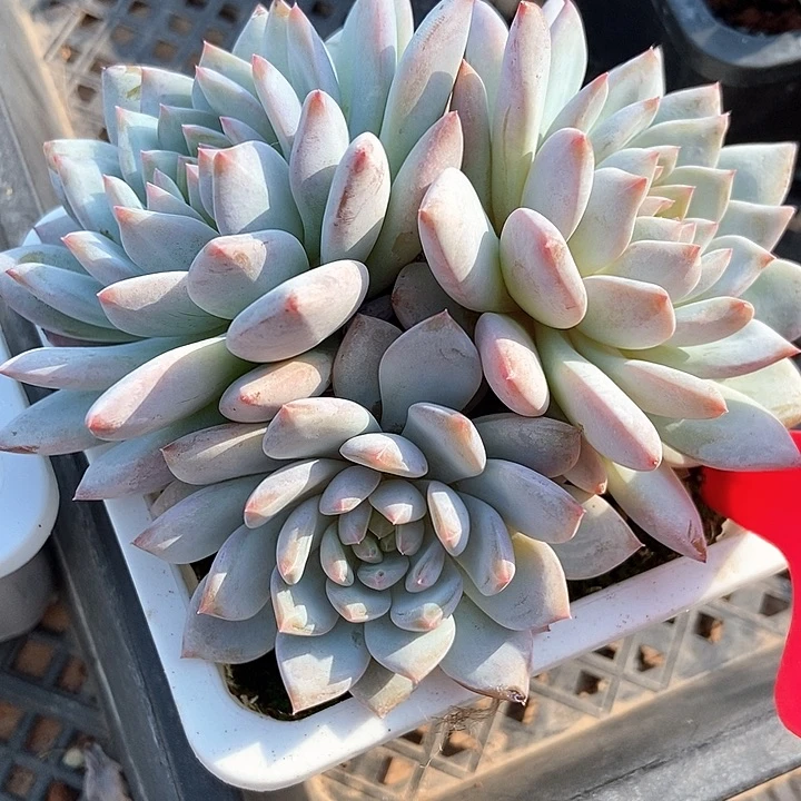 多肉植物玉芙蓉986