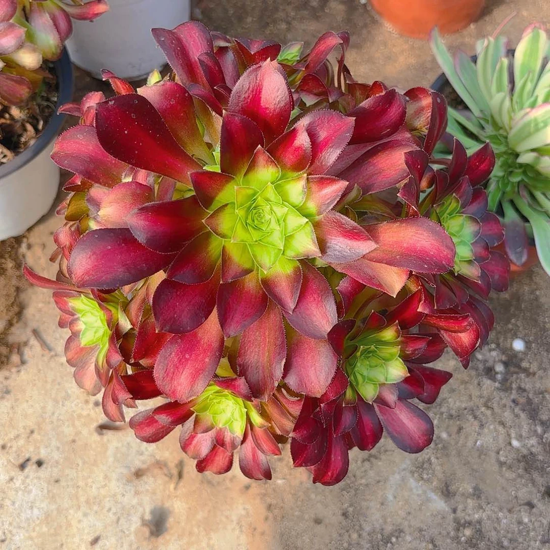 韶华老桩手捧多肉植物