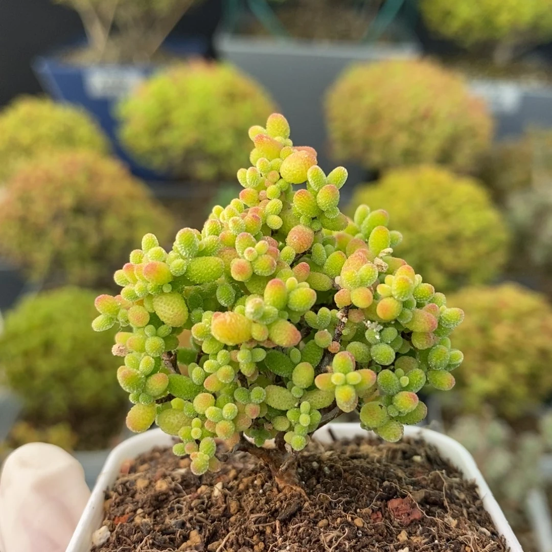 0991蜜橘糖球 。