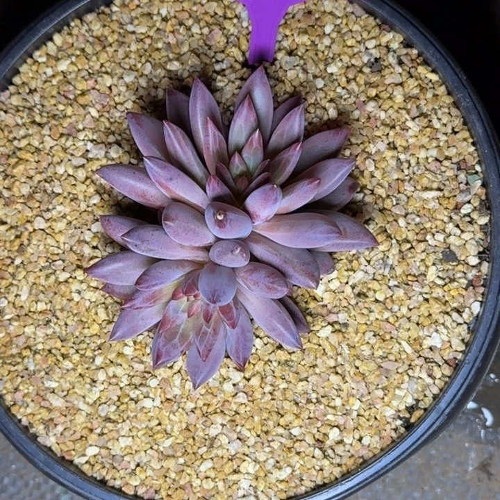 多肉植物虞美人379
