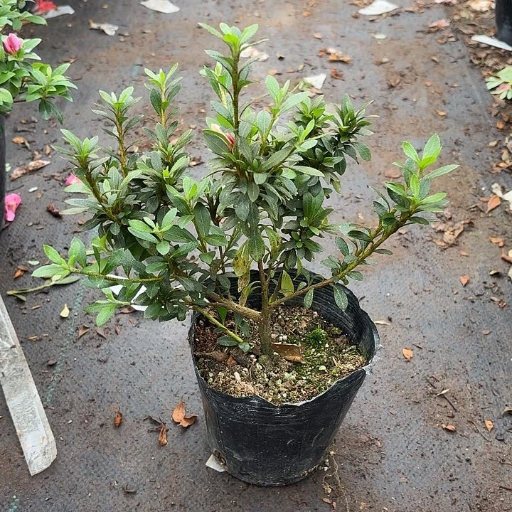无花朵杜鹃花日之丸一物一拍