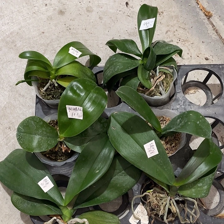 完全开放处理叶损原生2颗➕金树一代➕山林女神➕裸根鲑鱼大麦町共6