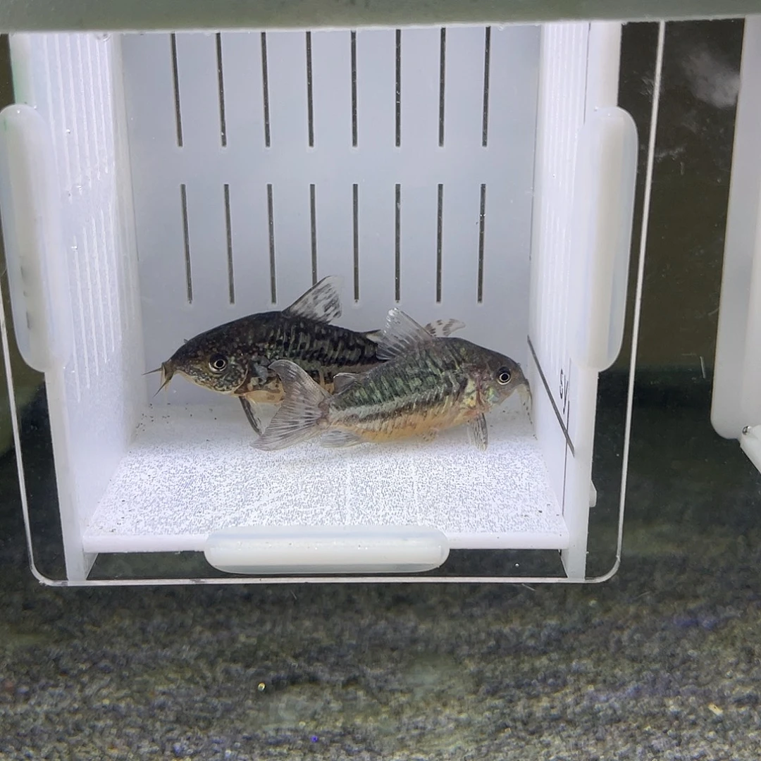 鼠鱼两只粗爆花 葛依 不包邮，偏远不发