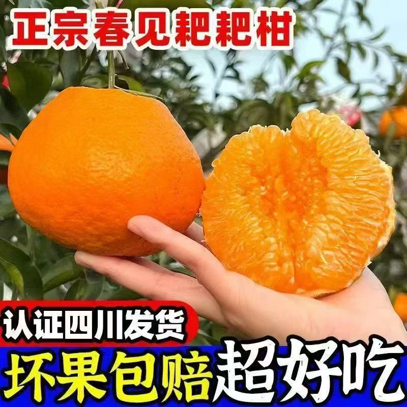 正宗9斤四川春见耙耙柑新鲜应季多汁爽口柑橘水果【美洋洋1】