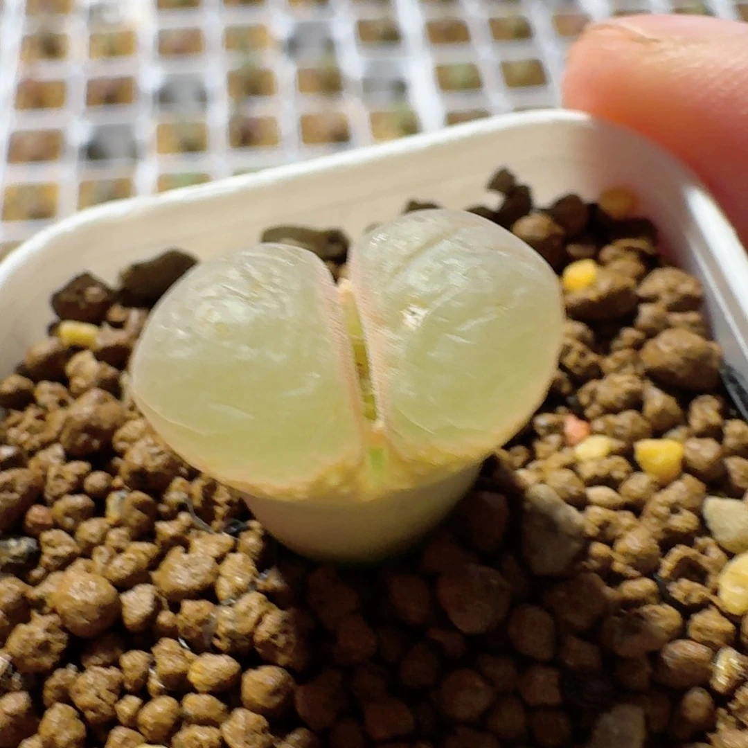 泡*啊多肉年后........