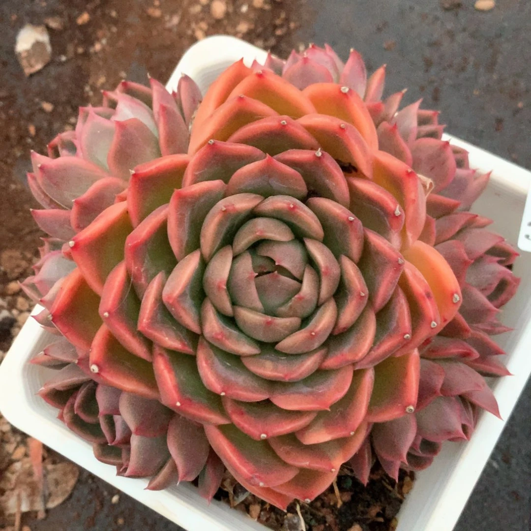 3906杂交多肉植物