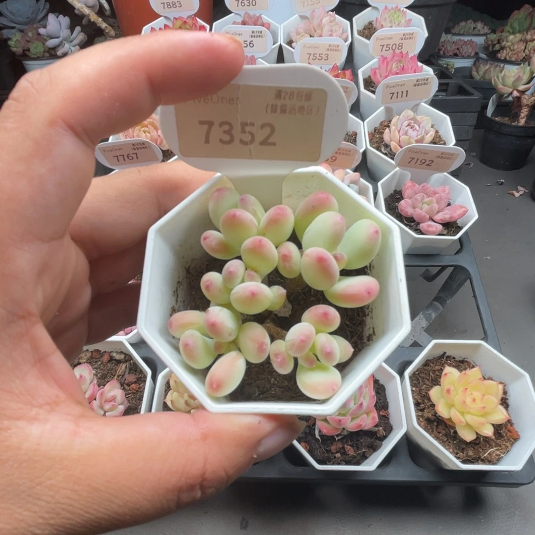 7352苹果奶5.0厘米