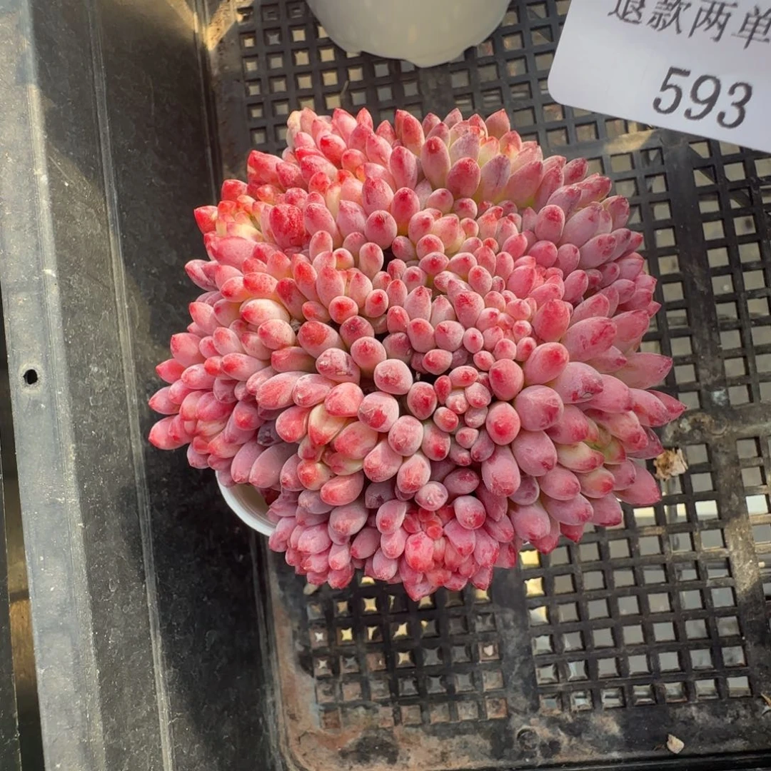 闪购精品多肉593号