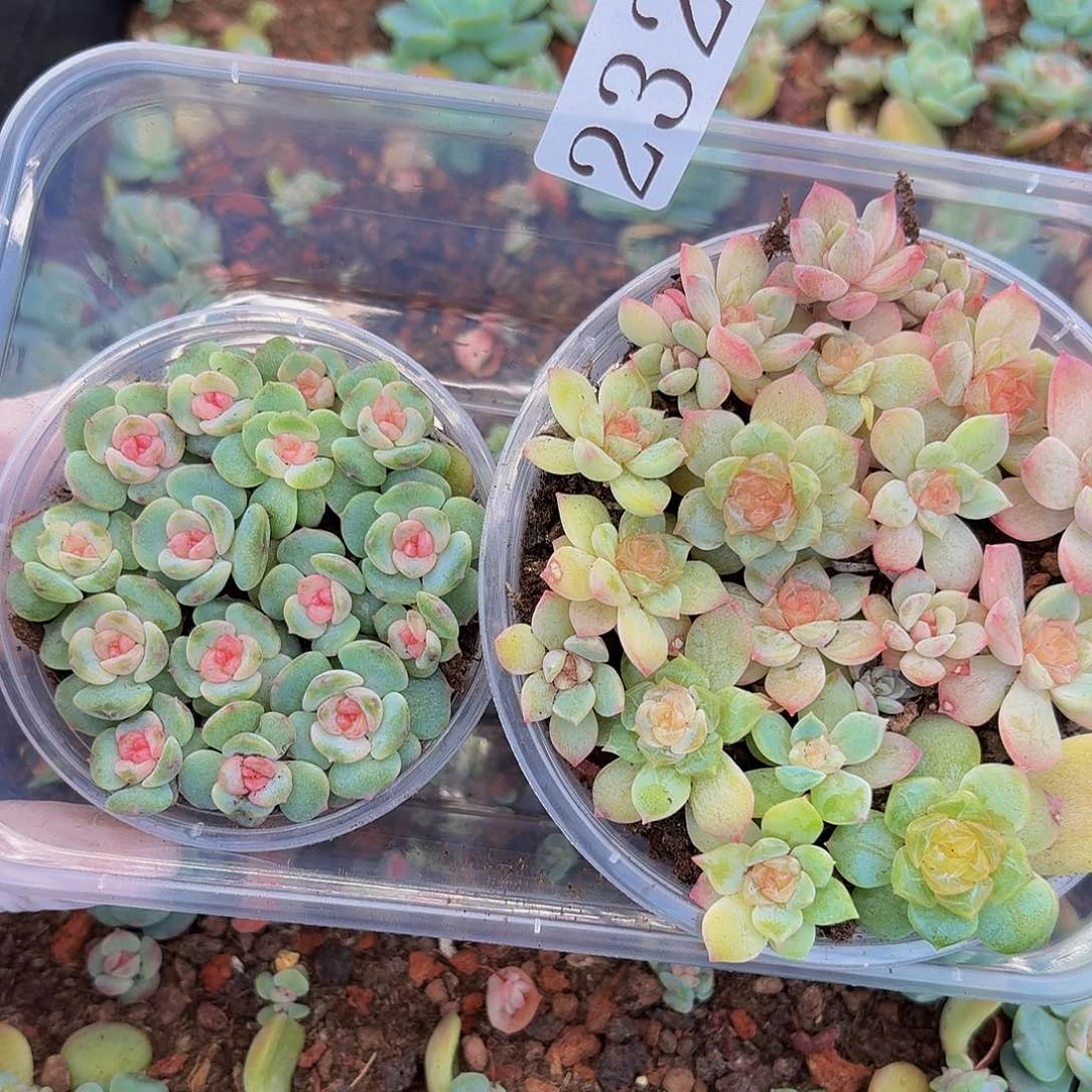 米*多肉植物多肉植物232