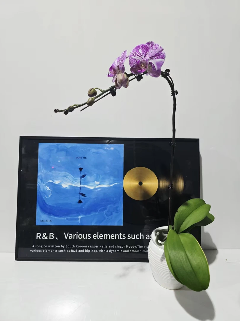 塔塔开【变异五花肉！】3.0寸杯蝴蝶兰带花带花苞开花株发货