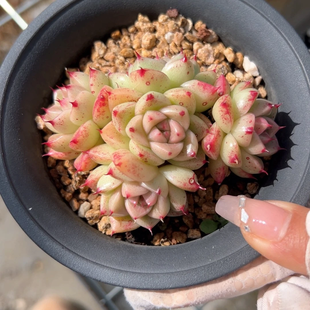 石英（满38包邮）多肉