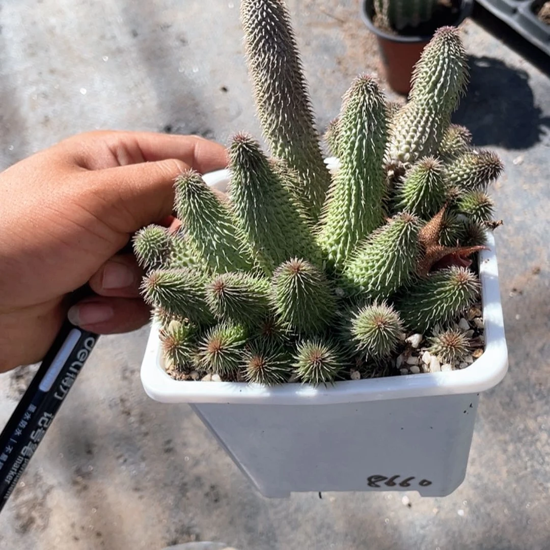 小***下大课阿修罗带盆发货