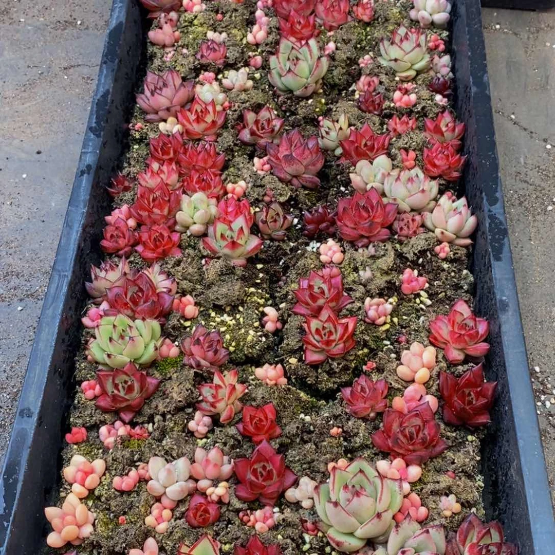 523的人和事都会在