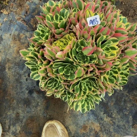 白凤丛林多肉153多肉不包断