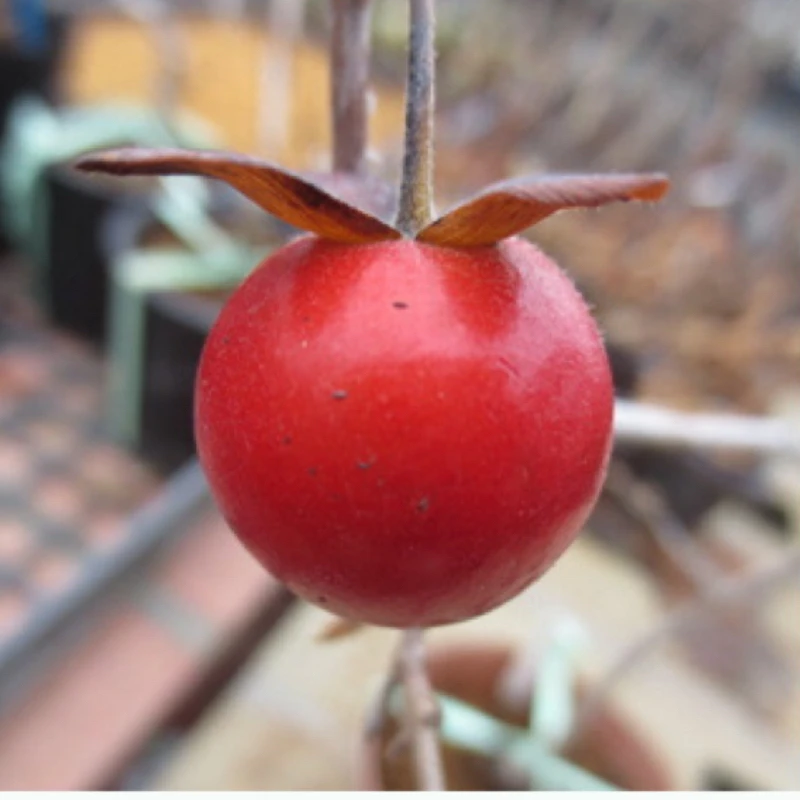 红衣 春夏日本原生品种小苗根培老鸦柿绿植室内盆栽