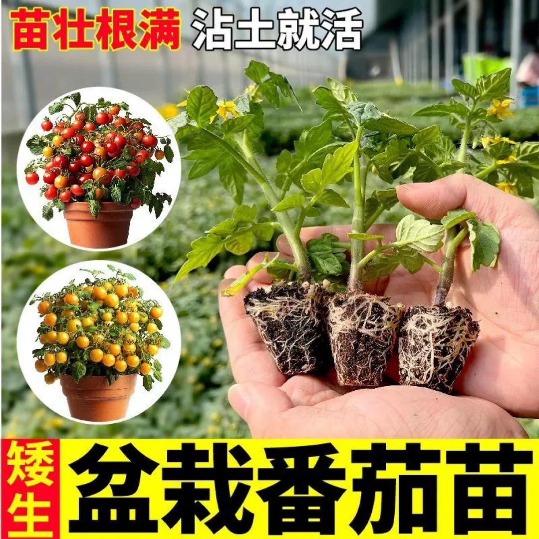 爆满盆矮生盆栽番茄苗秧矮生红黄黑樱桃小番茄种子圣女果阳台小院