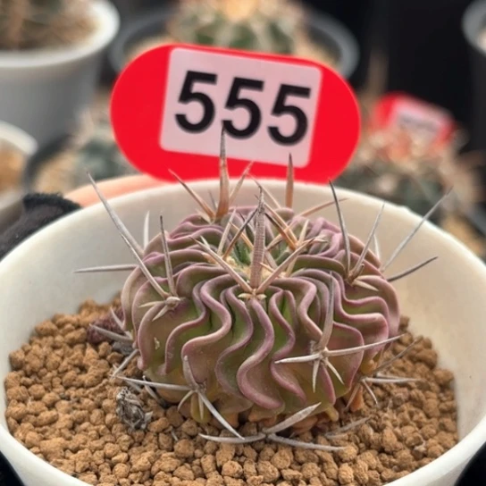 仙人球实生多棱玉