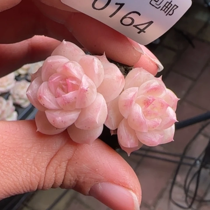 164号     麦秆化透款