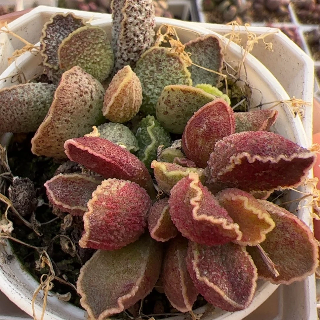 特价变异花螺多肉植物水泡