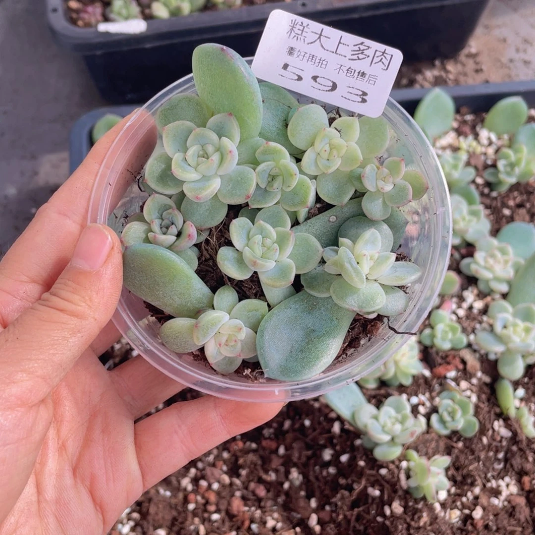糕大上多肉植物593