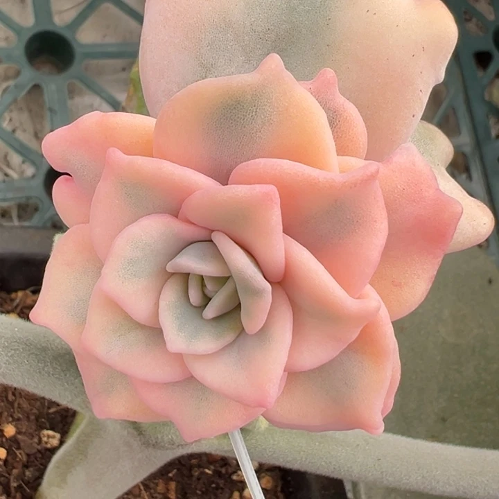 芭蕾舞者锦一物一拍锦龙