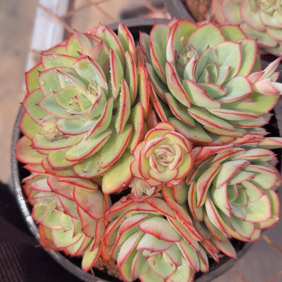 【闪购商品】大牡丹亭