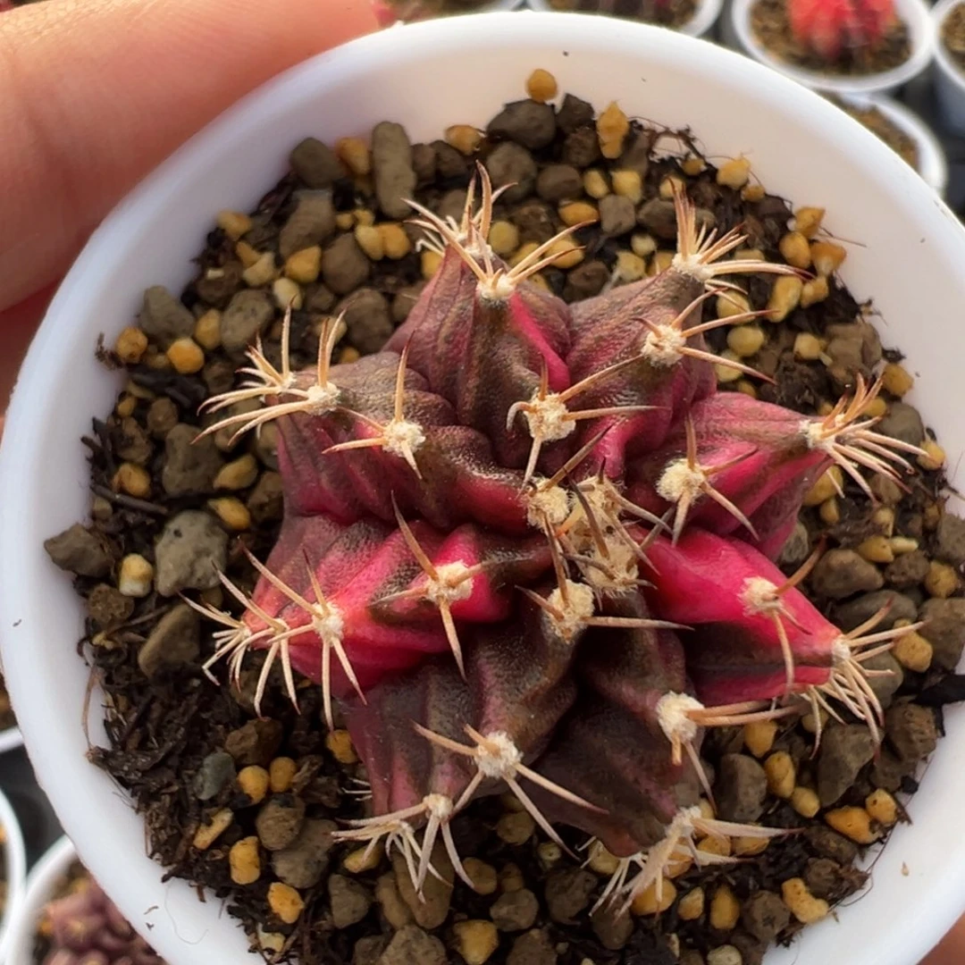 33 好看的米哈冲冲冲