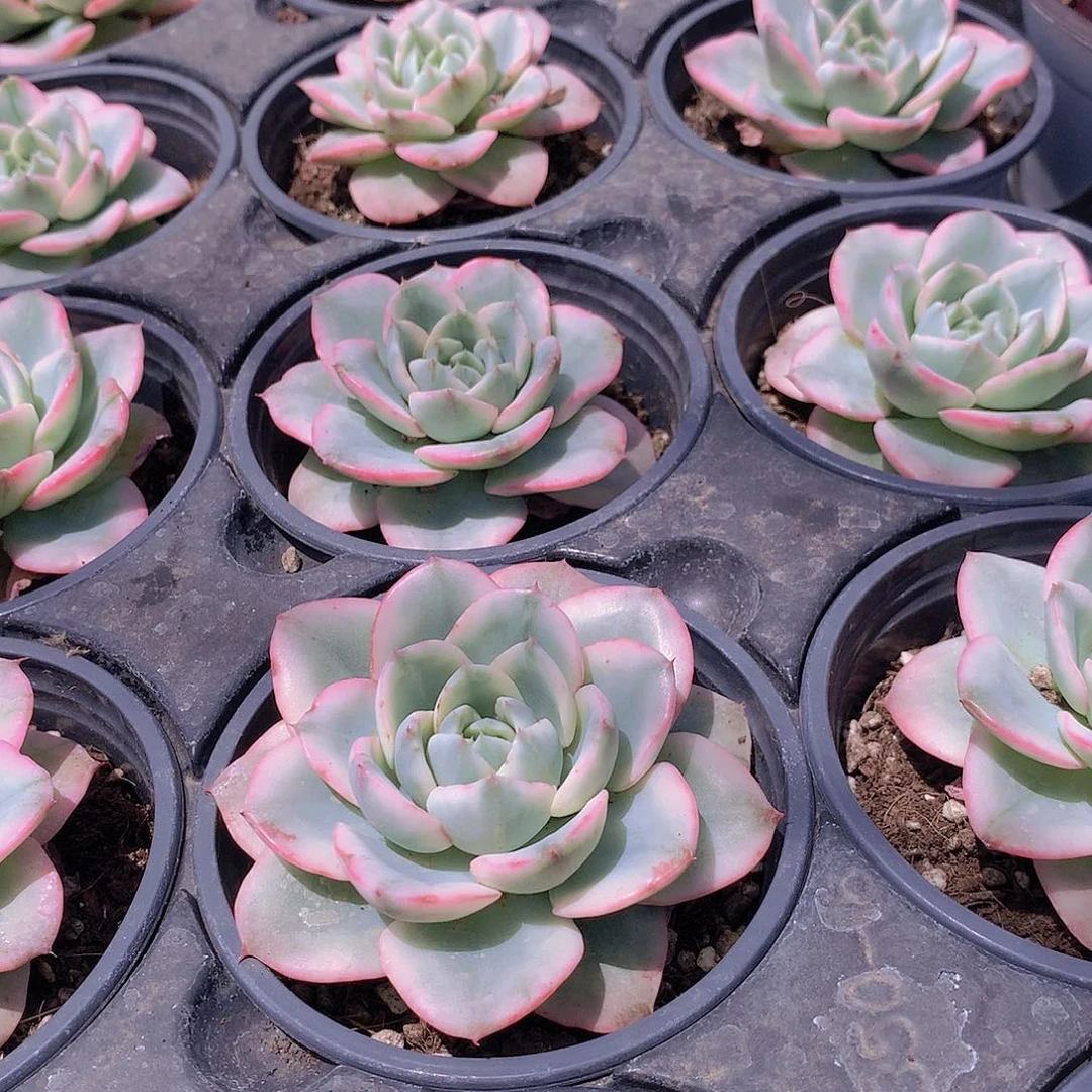 黄桃锦24567788999000