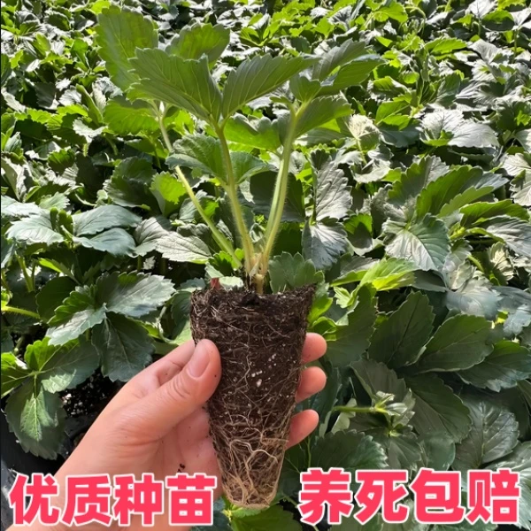 （穴盘草莓）草莓苗穴盘苗四季阳台盆栽红颜牛奶种草莓秧苗四季结果