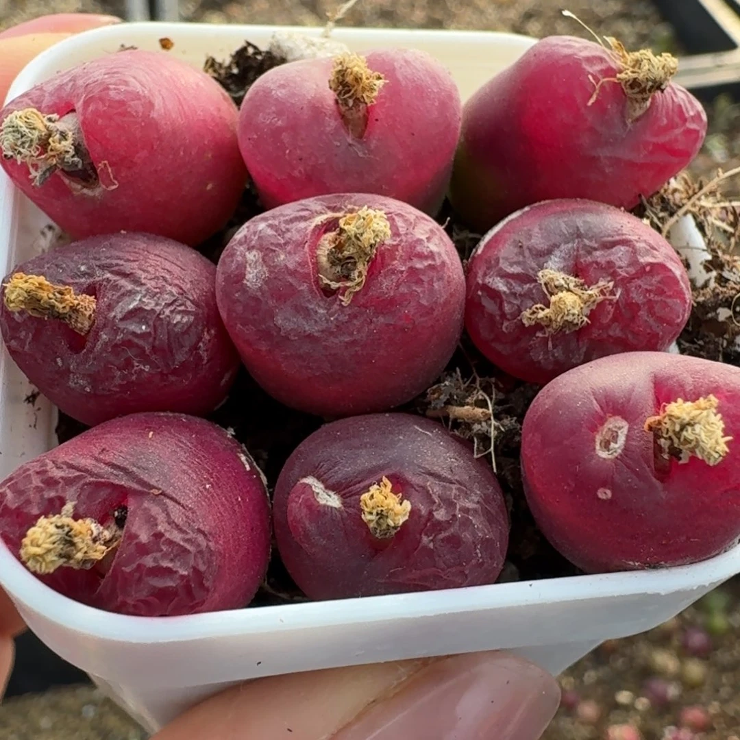 666九颗红毛开播福利000000000脱土