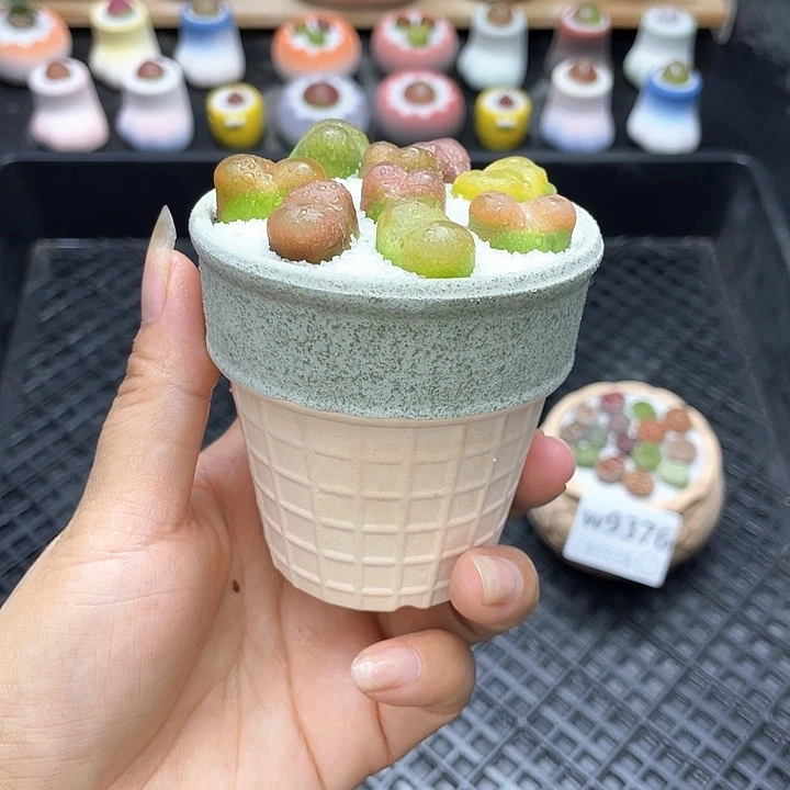 w9377 开播福利带盆土发货一物一拍