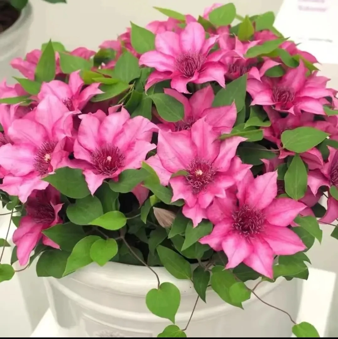 许愿星大道系列铁线莲多季开花矮生植物大花庭院阳台盆栽