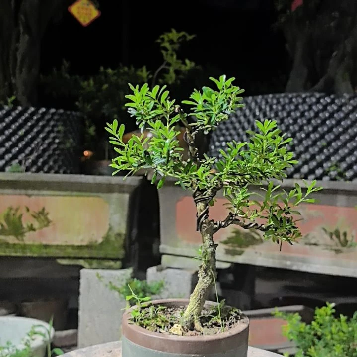 不***文完全开放黄杨花造型盆景树
