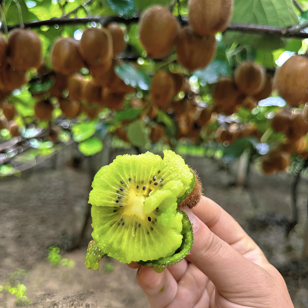 陕西徐香猕猴桃原产地直发新鲜水果软糯香甜多汁当季新鲜水果