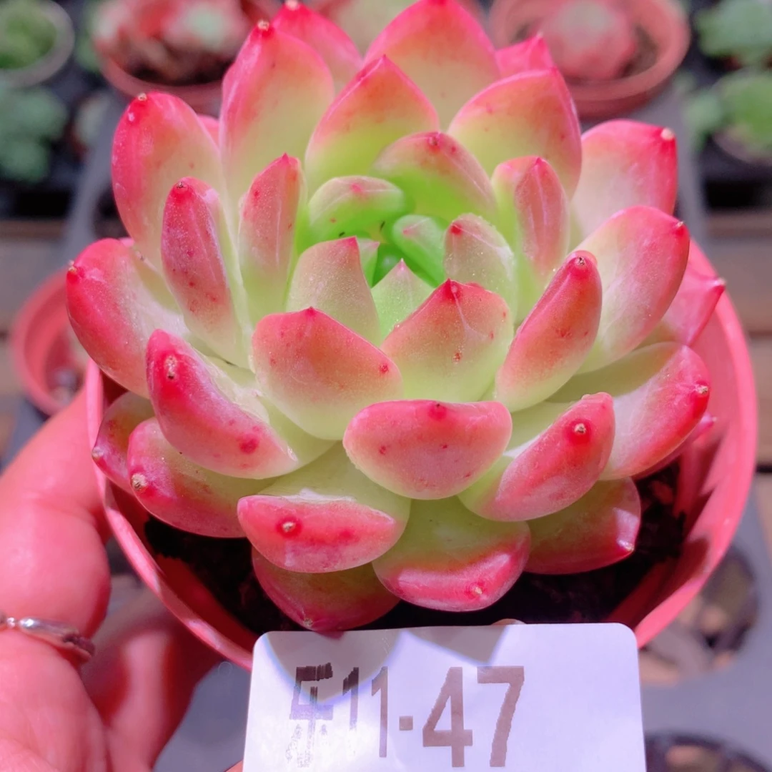 乐然11-47 新品单头